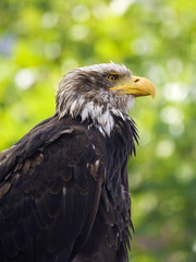 Fototapeta premium portrait of a young bald eagle