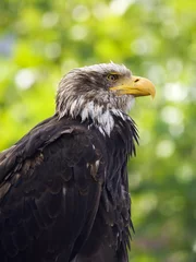 Foto op Plexiglas portrait of a young bald eagle © eyewave