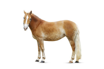 standing palomino horse isolated on white