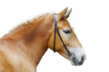 palomino horse head isolated on white
