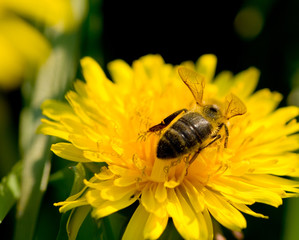 bee