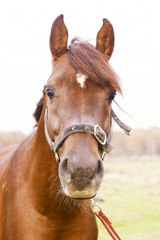 dark orange arabian stallion head