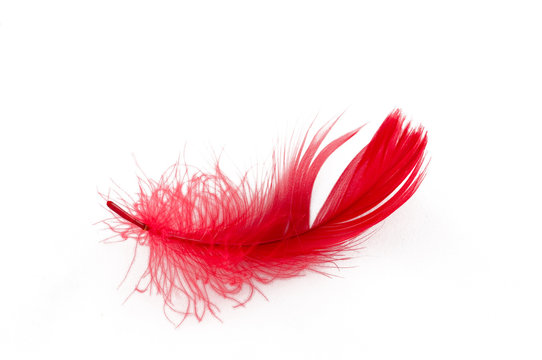 Fototapeta feather