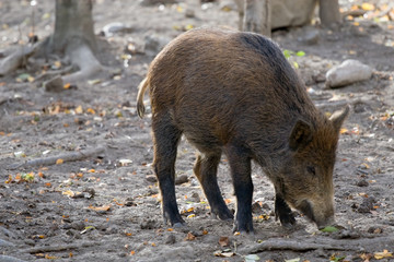 Wild boar in the forest