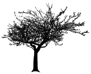 Fototapeta premium Black vector apple tree