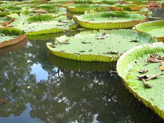 Nénuphars géants