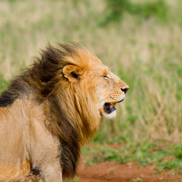lion's head, masai mara, kenya