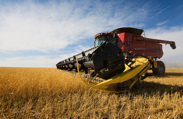 A  combine harvester working a wheat field
