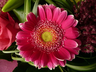 Marguerite-gerbera bicolore