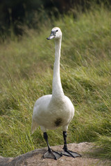 Fototapeta premium cygne trompette