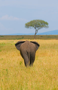 elephant, rear view, masai mara, kenya