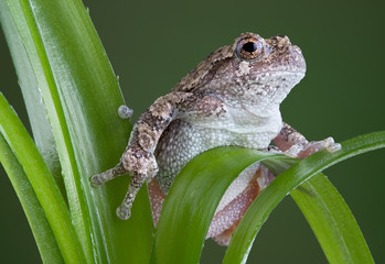 gray tree frog climbing on green plant