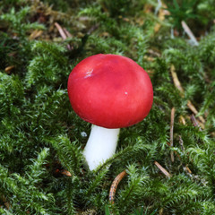 champignon rouge