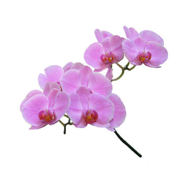 Orchidée sur fond blanc