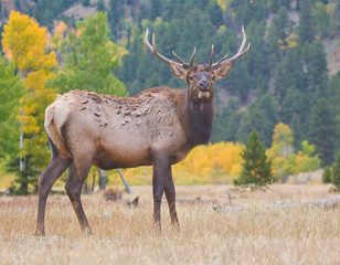 Naklejka na ściany i meble A bull elk standing in Rocky Mountain National Park in fall