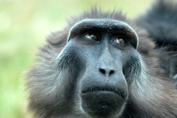 babouin  de sulawesi