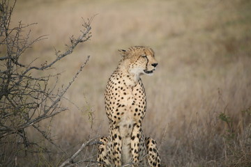 Gepard 1