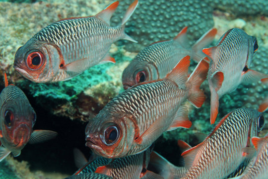 School of Blotcheye Soldierfish in the Indian Ocean