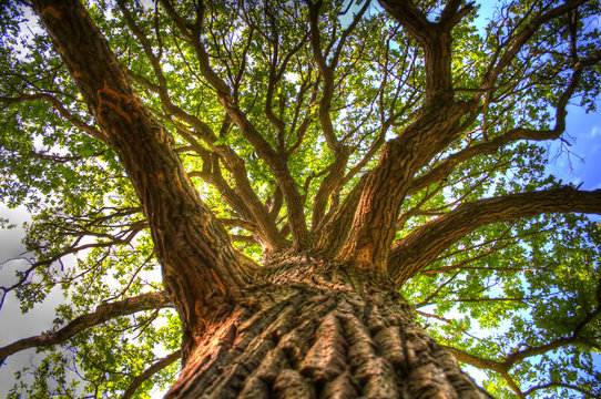 Fototapeta Oak-sorcerer.