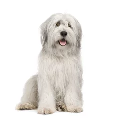 Cercles muraux Chien Sheepdog (15 moths) in front of a white background