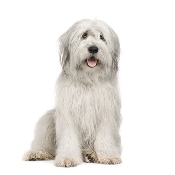 Sheepdog (15 moths) in front of a white background