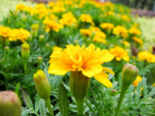 Obraz premium Flower closeup with spiders web