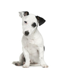 Jack russell (5 months) in front of a white background