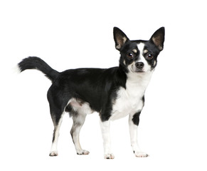 Mixed-Breed Dog in front of a white background