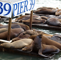 Pier 39