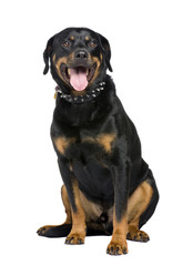 rottweiler (5 years) in front of a white background