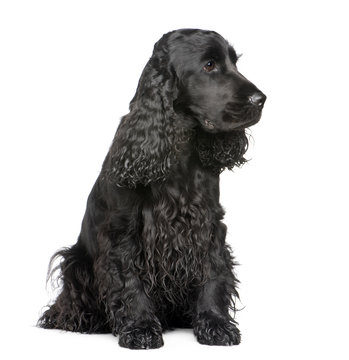 english Cocker Spaniel (2 years) in front of a white background