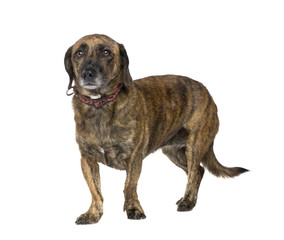 Obraz premium Bastard (9 years) in front of a white background