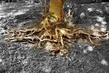Naklejka premium root