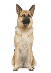 german shepherd (2 years) in front of a white background