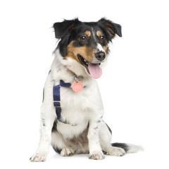 Mixed-Breed Dog (18 months) in front of a white background