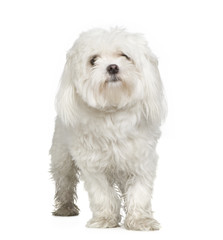 maltese dog (2 years) in front of A white background