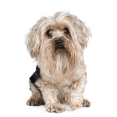 Yorkshire Terrier (5 years) in front of a white background
