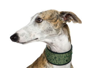Galgo Espanol (4 years) in front of a white background