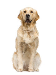 Golden Retriever (2 years) in front of a white background