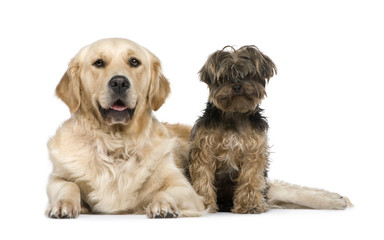 Golden Retriever (2 years) and a yorkshire terrier