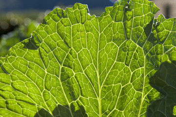 green leaf vein macro close up.