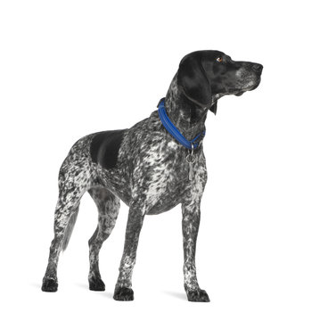 Braque d'Auvergne (3 years) in front of a white background