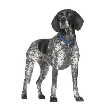 Braque d'Auvergne (3 years) in front of a white background