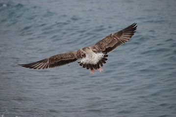 ailes et liberte