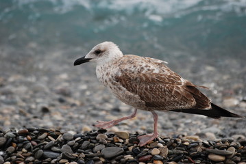 oiseau de mer