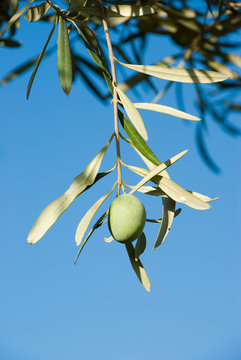one olive fruit ripening on a twig