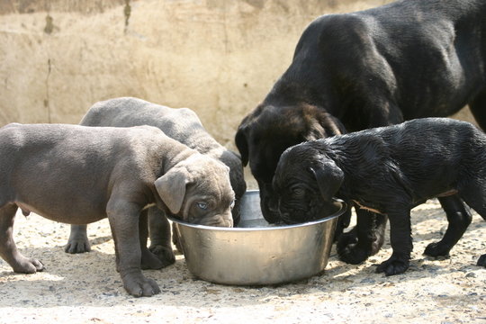 labrador le nez dans la m&ecirc;me gamelle