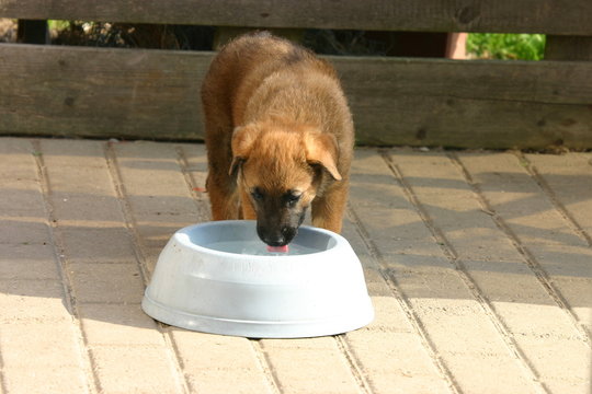 chien de d&eacute;salt&eacute;rant sur la terrasse