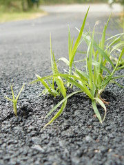 Herbe dans goudron
