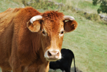 a cow looking at the camera